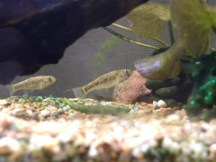 Cyprinodon rubrofluviatilis