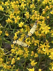 Chauliognathus misellus