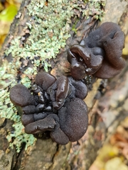 Exidia truncata