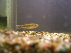 Cyprinodon rubrofluviatilis