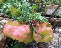 Erythrophysa alata