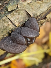 Exidia truncata