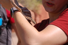 Masticophis flagellum