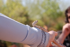 Masticophis flagellum