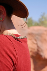 Masticophis flagellum