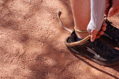 Masticophis flagellum