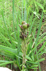 Bulbine narcissifolia