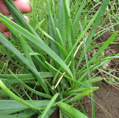 Bulbine narcissifolia