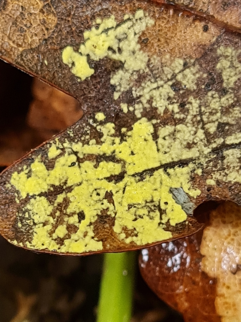 Cylindrium aeruginosum