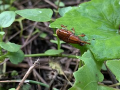 Metaprodioctes formosanus