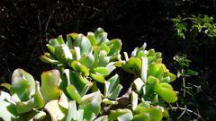 Crassula arborescens undulatifolia