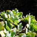 Crassula arborescens undulatifolia - Photo (c) Jean Audissou, algunos derechos reservados (CC BY-NC), subido por Jean Audissou