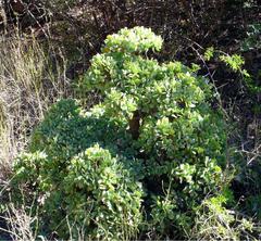 Crassula arborescens undulatifolia