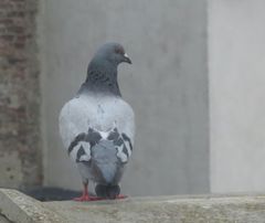 Columba livia domestica