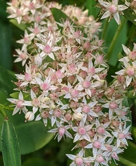 Hylotelephium erythrostictum