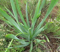 Bulbine narcissifolia