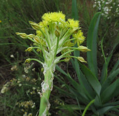 Bulbine narcissifolia