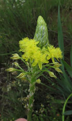 Bulbine narcissifolia