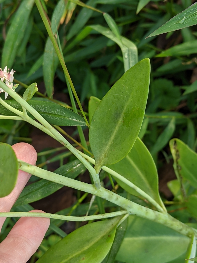 garden stonecrop