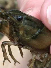 Faxonius erichsonianus