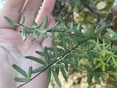 Pellaea ternifolia brandegeei