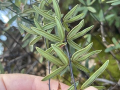 Pellaea ternifolia brandegeei