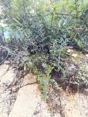 Pellaea ternifolia brandegeei