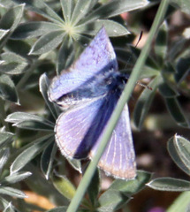 Icaricia icarioides missionensis
