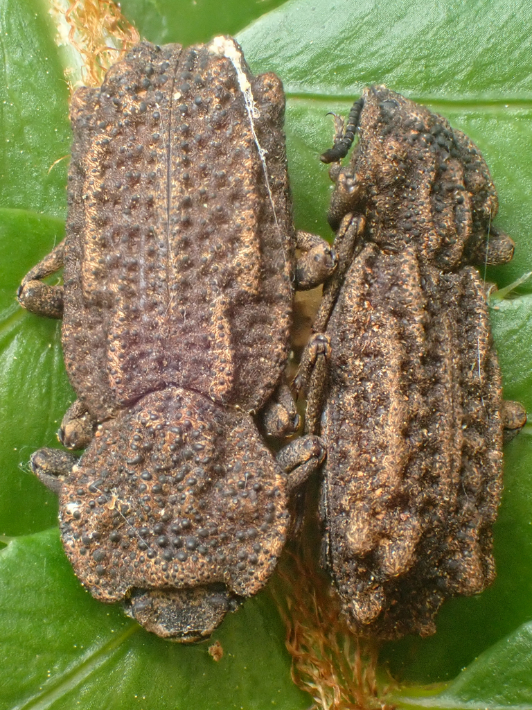 Phellopsis porcata