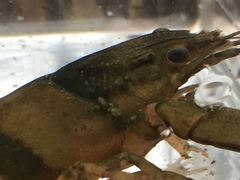 Faxonius erichsonianus