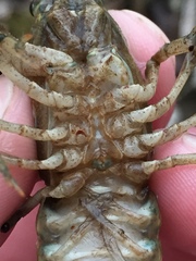 Faxonius erichsonianus