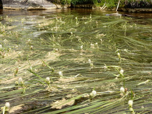 Sparganium angustifolium iNat (2)