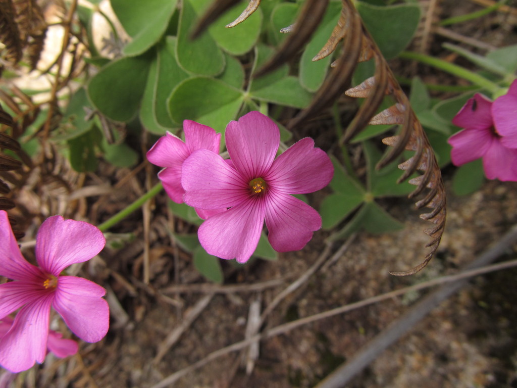 Oxalis floribunda