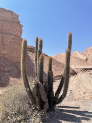 Weberbauerocereus weberbaueri