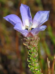 Roella triflora