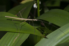 Asceles