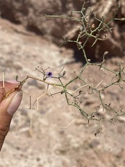 Reyesia chilensis