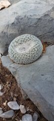 Epithelantha