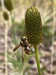 Megapterocheilus