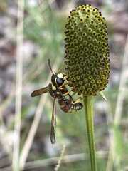 Megapterocheilus