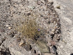 Reyesia chilensis