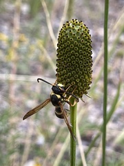 Megapterocheilus