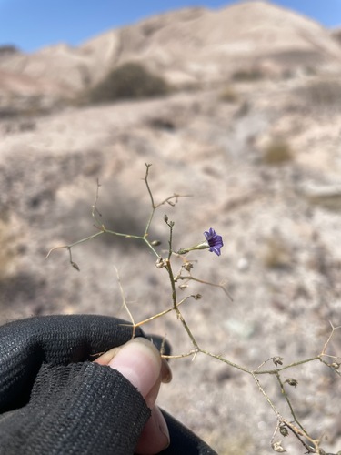 Reyesia chilensis