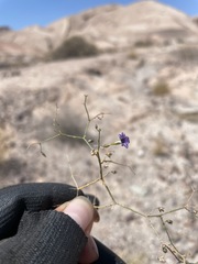 Reyesia chilensis