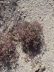 Chorizanthe commisuralis