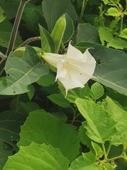 Datura wrightii