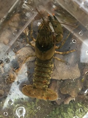 Faxonius erichsonianus