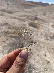 Chorizanthe commisuralis