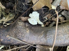 Loweomyces fractipes