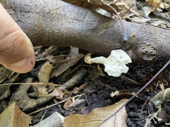 Loweomyces fractipes